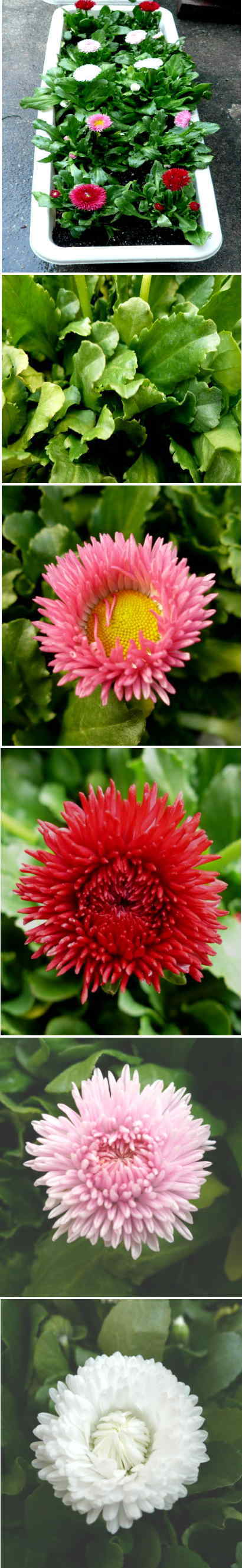 チロリアンデージーの花