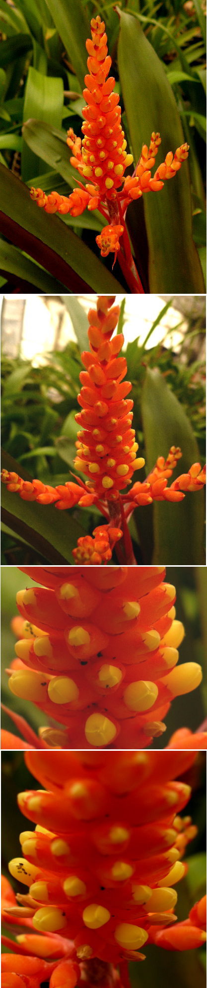 不明の花は「エクメア・コウダタ...