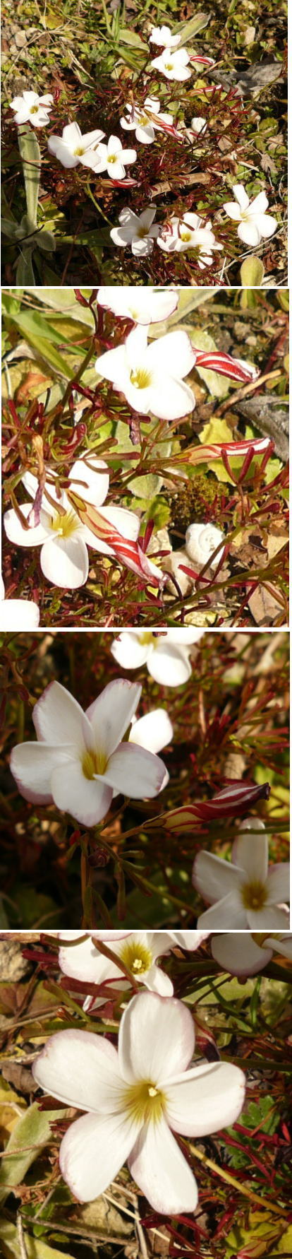不明の花は「オキザリス・パーシ...