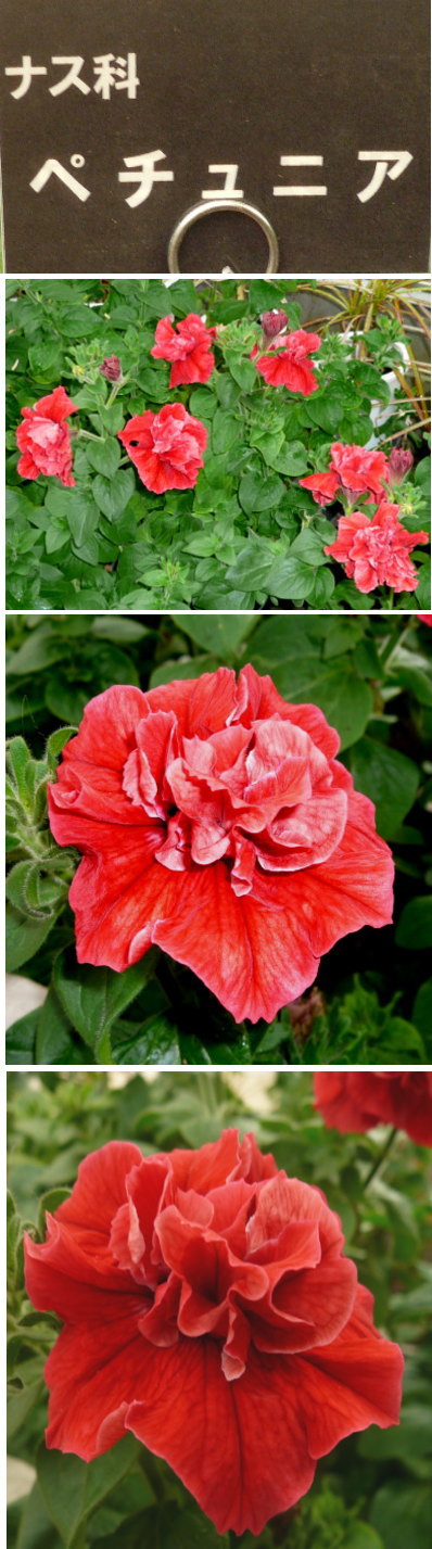 ペチュニアの花（佐布里にて）