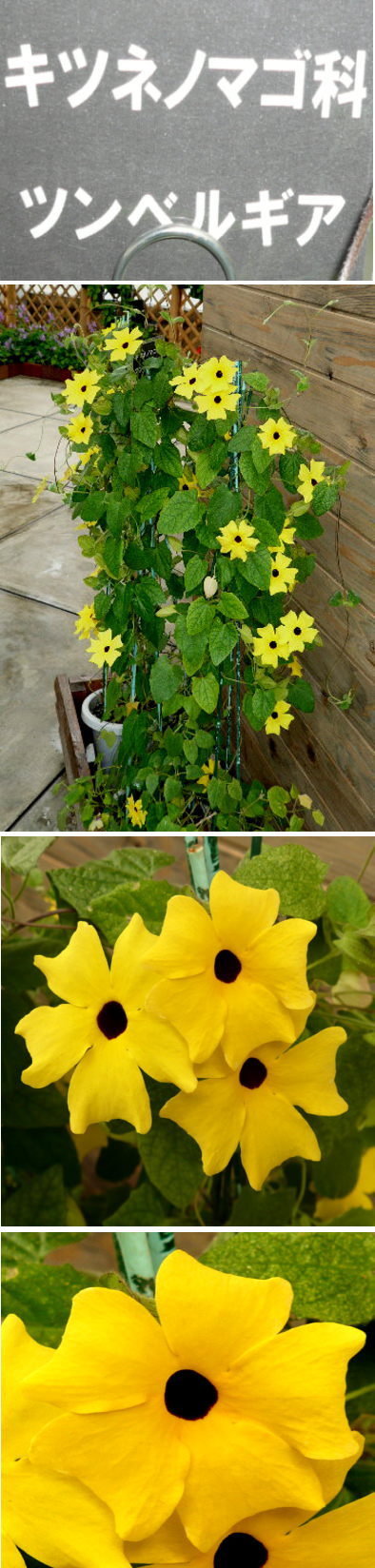 ツンベルギアの花