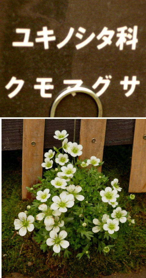 クモマグサの花