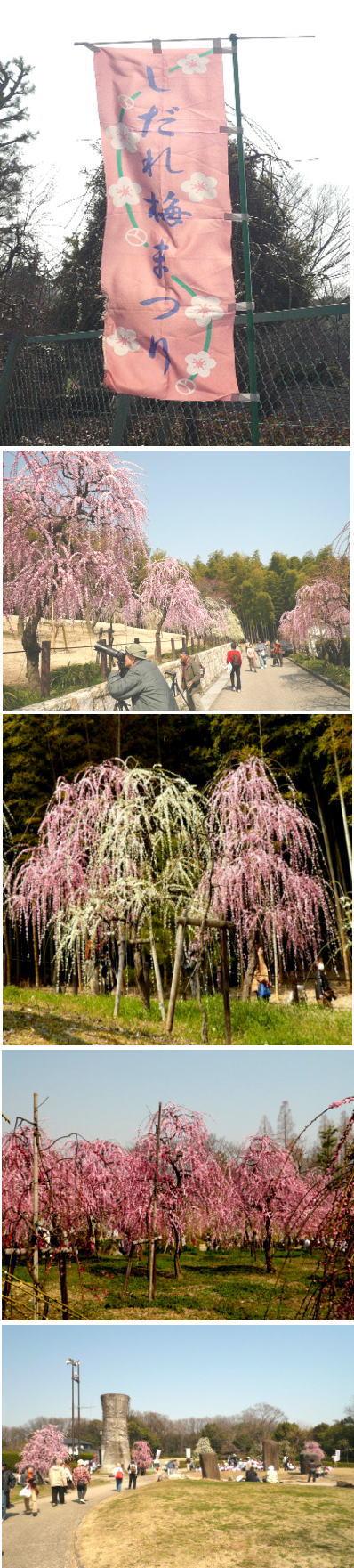 しだれ梅（名古屋市農業センター...