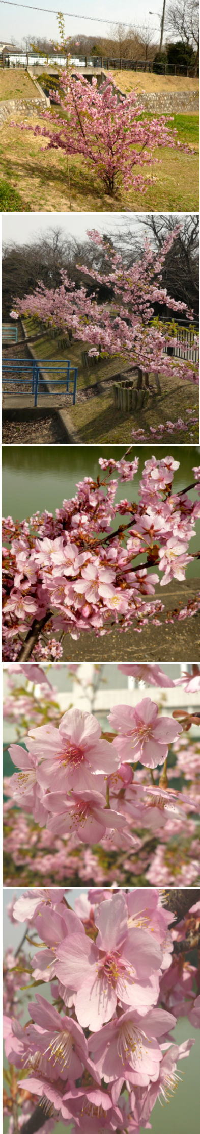 カワズサクラの花