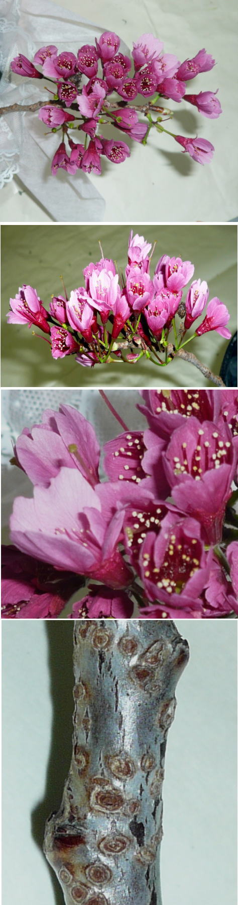 不明の花は「カンヒザクラ」でし...