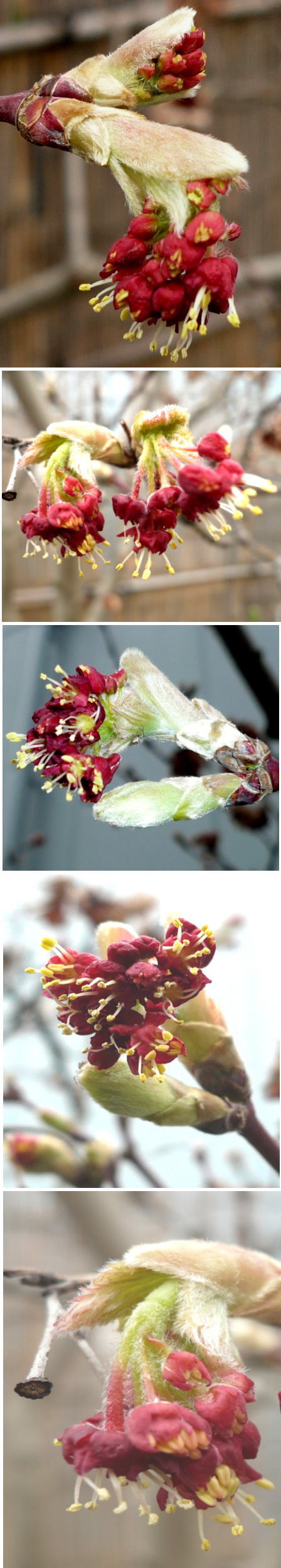 イタヤカエデの花芽