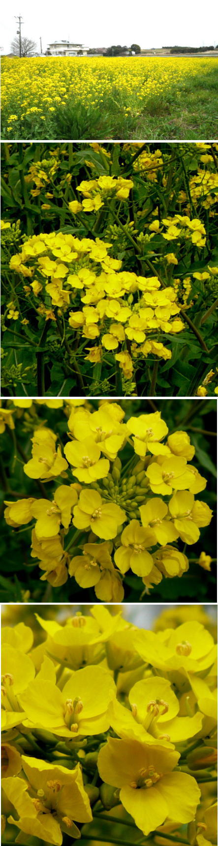 西洋カラシナの綺麗な花