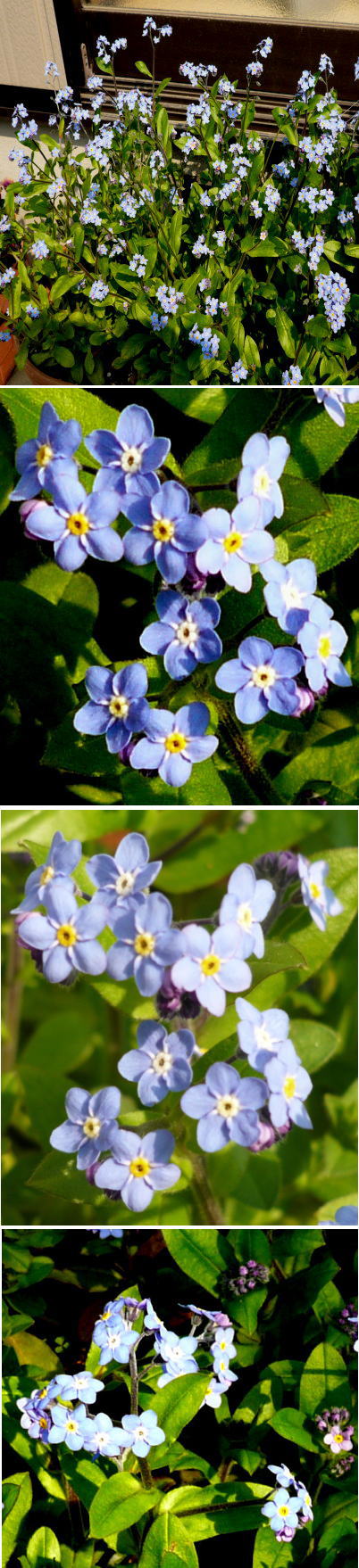 ワスレナグサ「忘れ名草」の花