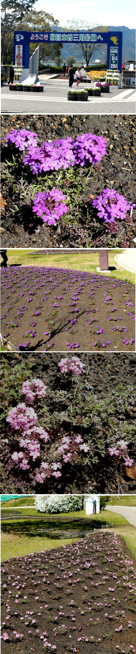 国営木曽三川公園・不明の花はタ...