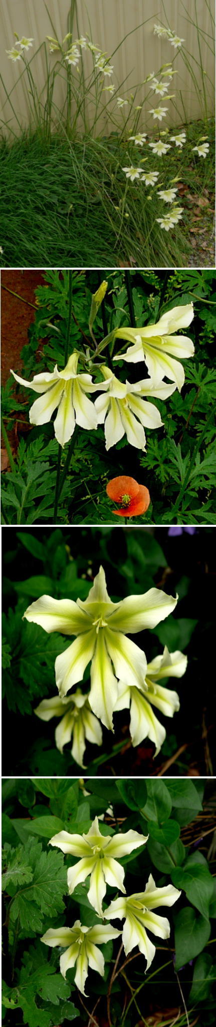 不明の花は「グラジオラス・トリ...