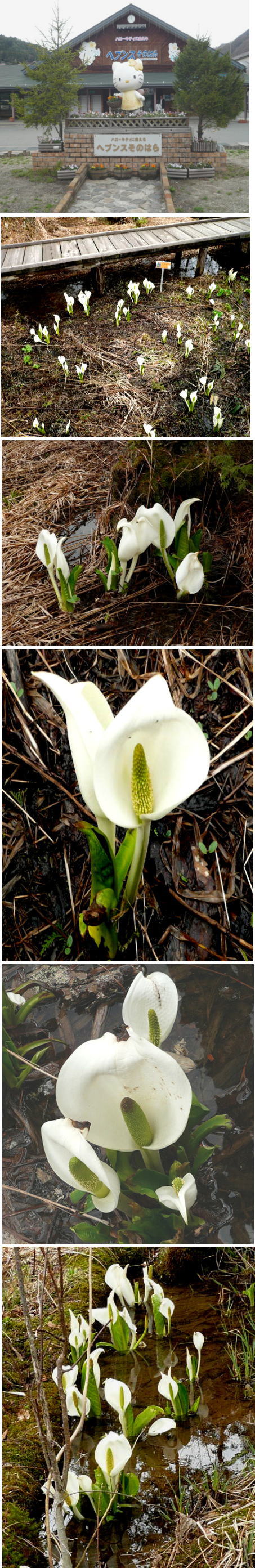 水芭蕉の花「高山植物」