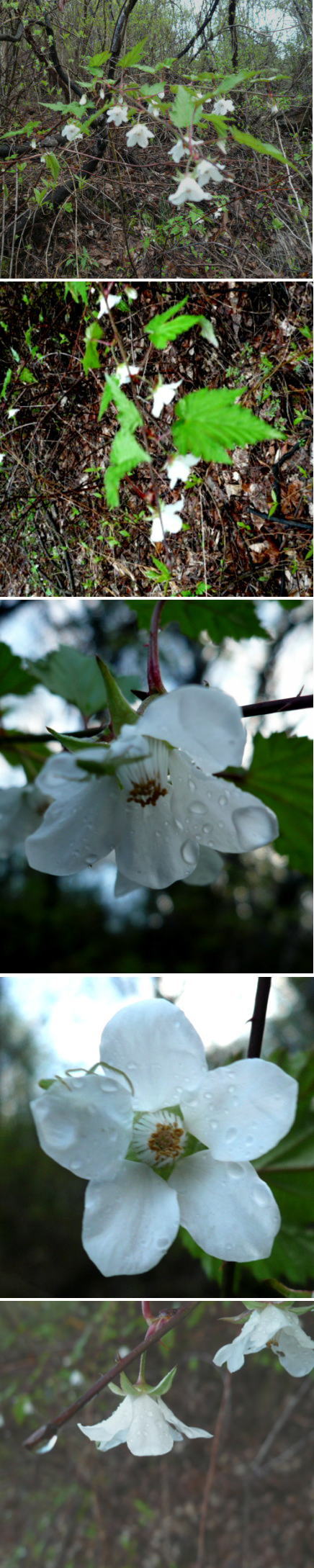 昼神で不名の花は「モミジイチゴ...