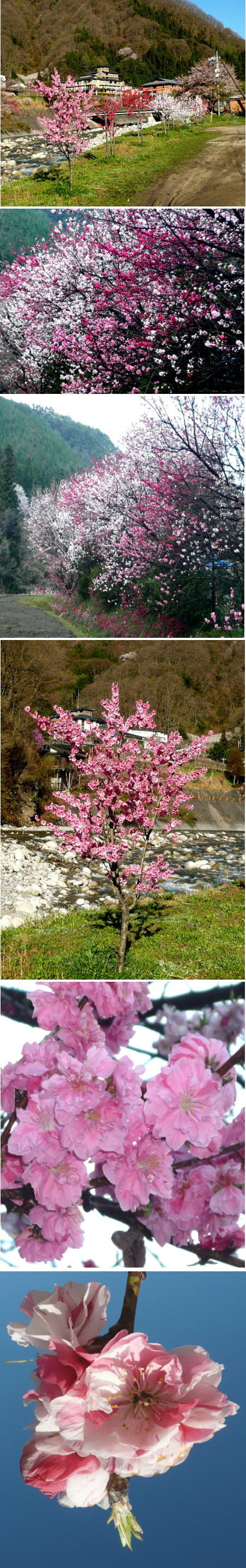 ハナモモの花