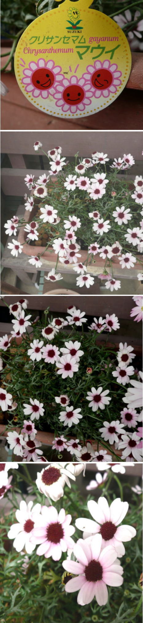 クリサンセタム　マウイの花