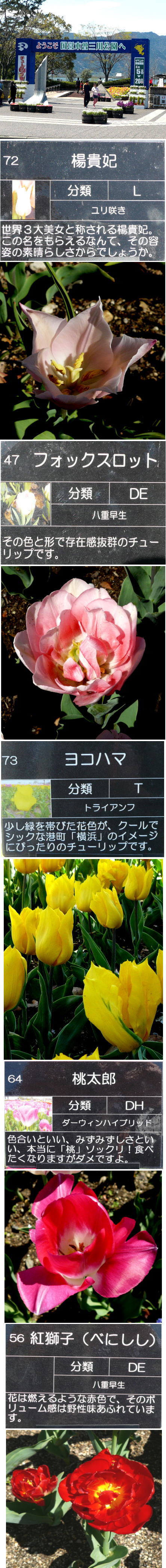 岐阜三川公園で出会ったチューリ...