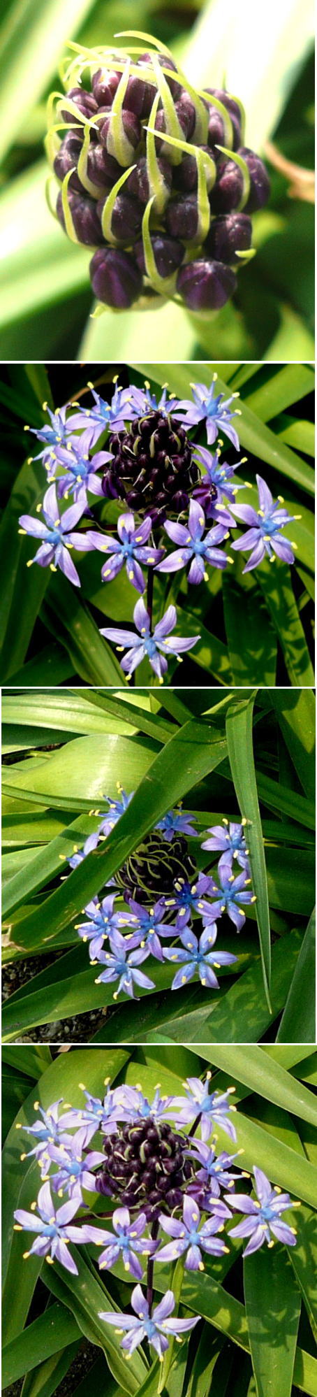 不名の花は「シラー・ベルビアナ...