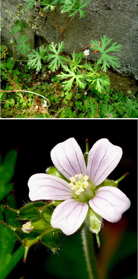 雑草で不明の花は「アメリカフウ...