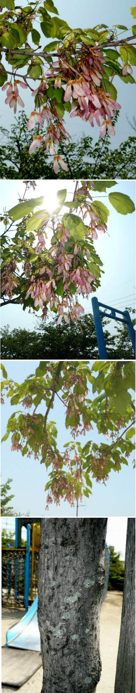 この実は「ウリハダカエデ」の実...
