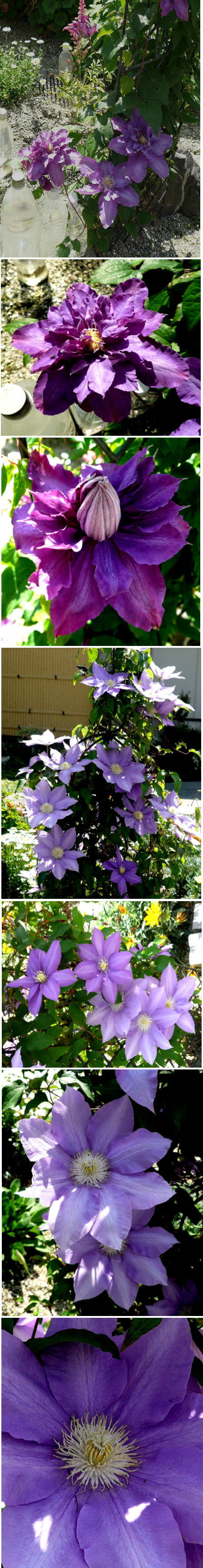 クレマチスの花
