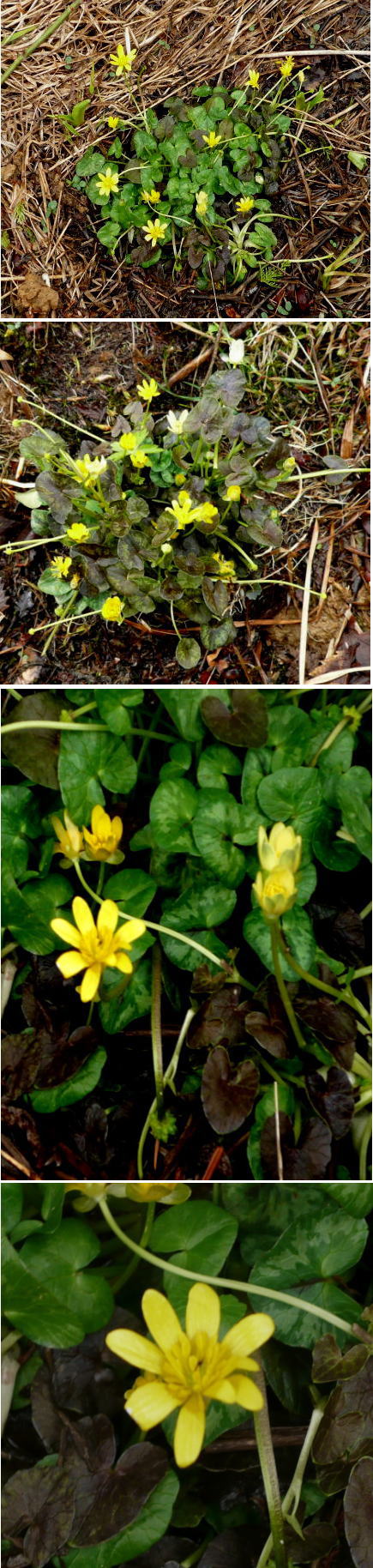 高山植物「リュウキンカ」の花