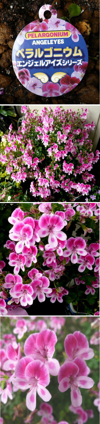 ペラルゴニウムの花
