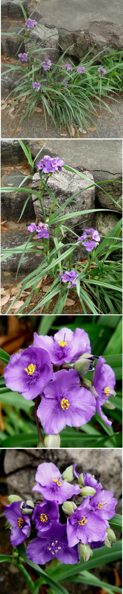 この花「ムラサキツユクサ」でし...