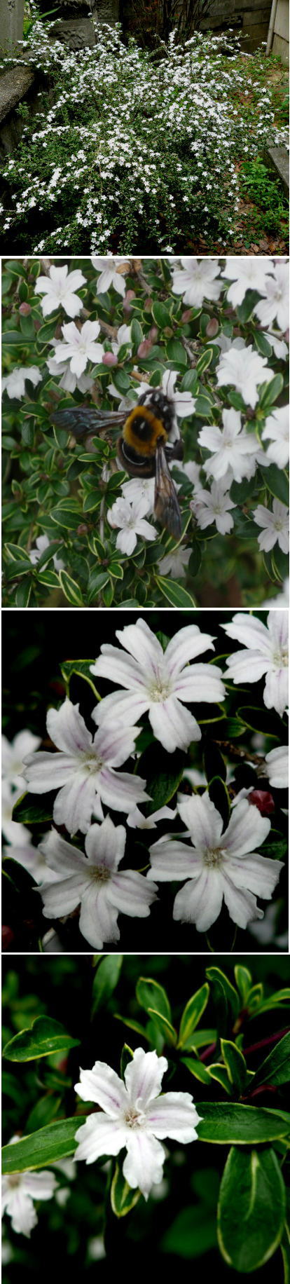 ハクチョウゲの花