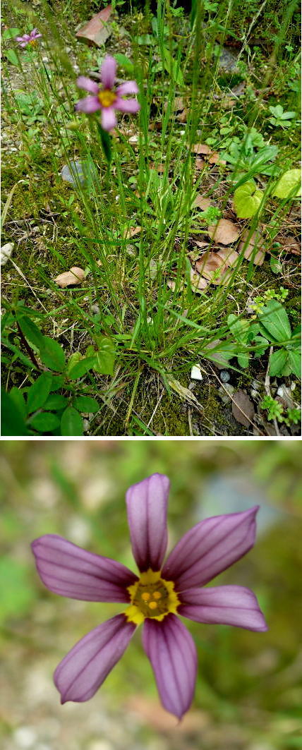 不明の雑草の花「ニワゼキショウ...