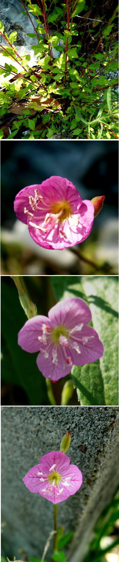 雑草シリーズ不明な花は「アカバ...