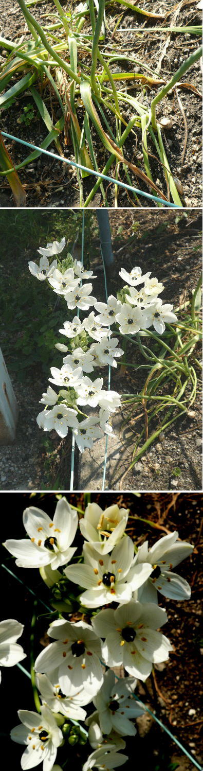 球根植物不明の花「オーニソガラ...