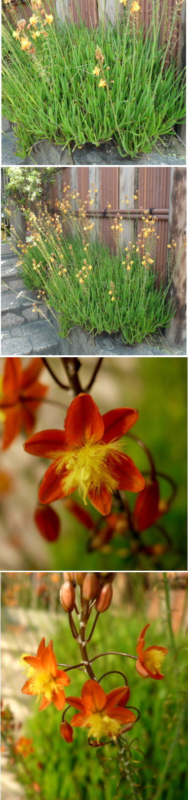 不明の花は「ハナアロエ」でした