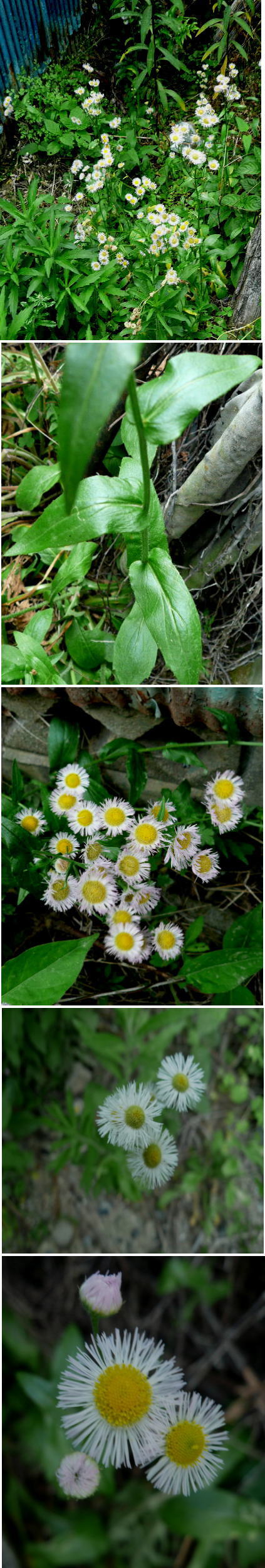 雑草・不明の花は「ヒメジョオン...