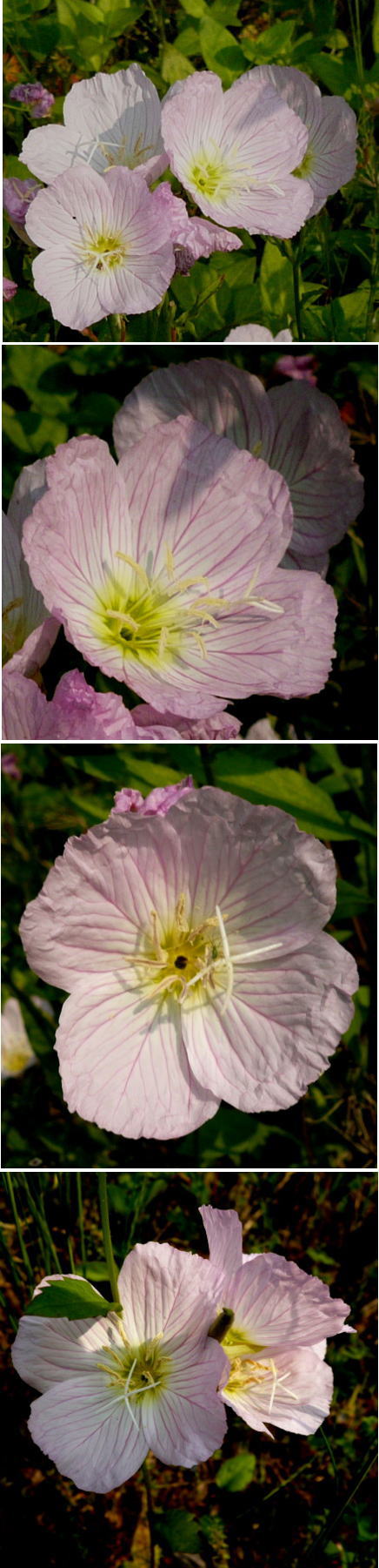 不明の花「ヒルザキツキミソウ」...