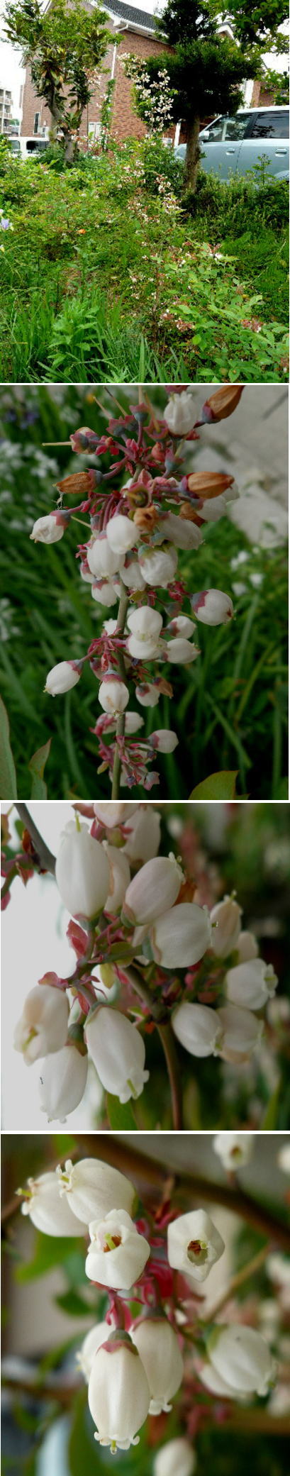 不明の花「ブルーベリー」でした