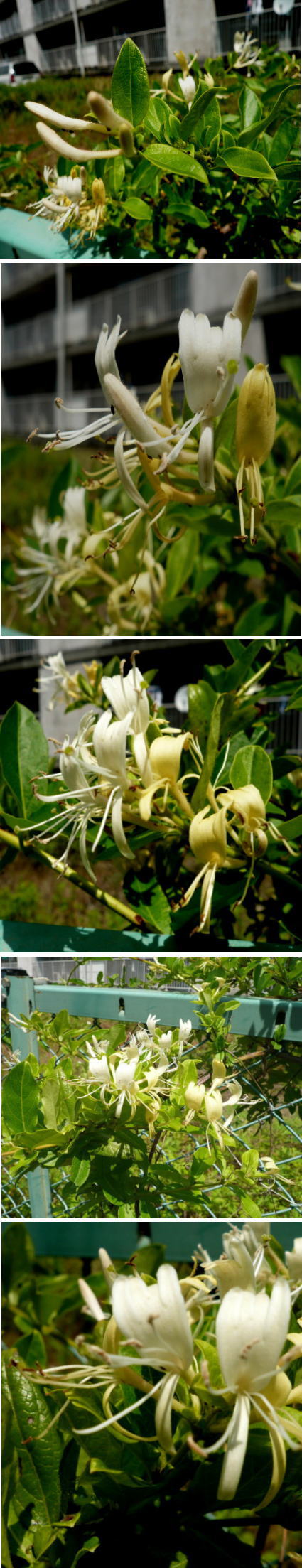 不明の花「スイカズラ」でした