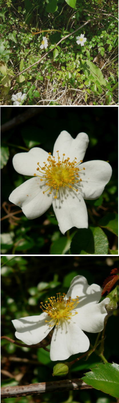 不明の花「ノイバラ」でした