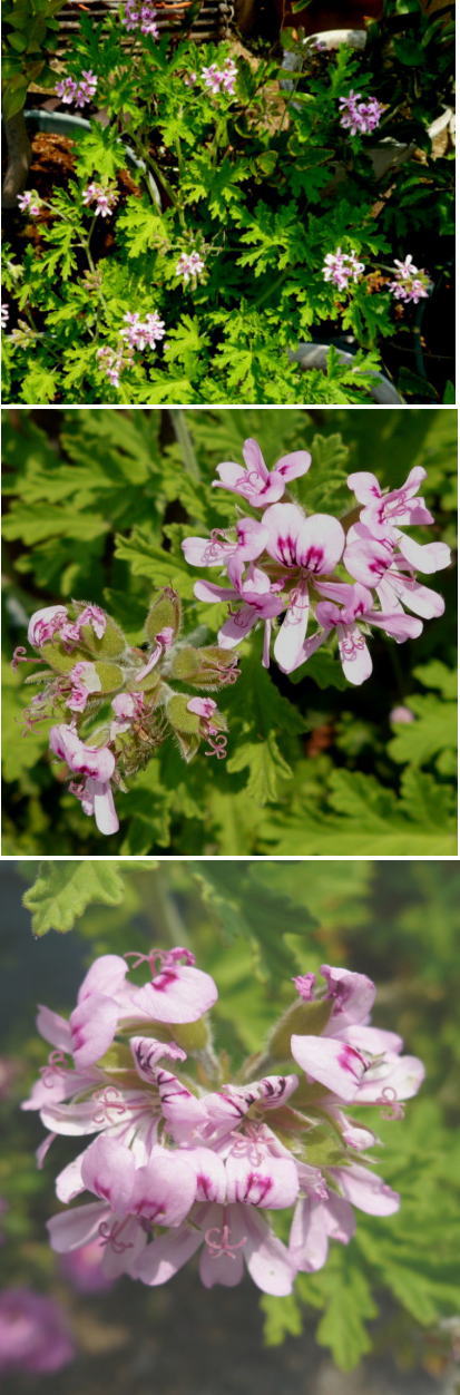 不明の花「カレンソウ」でした