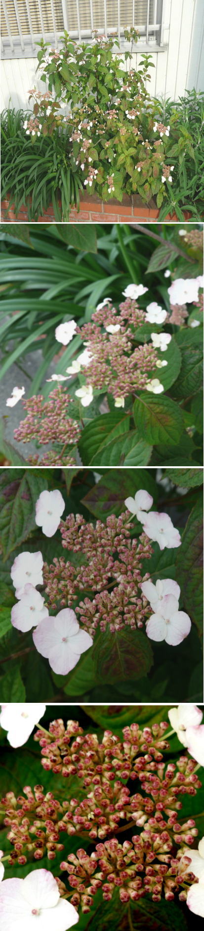 私が育てている山アジサイの花