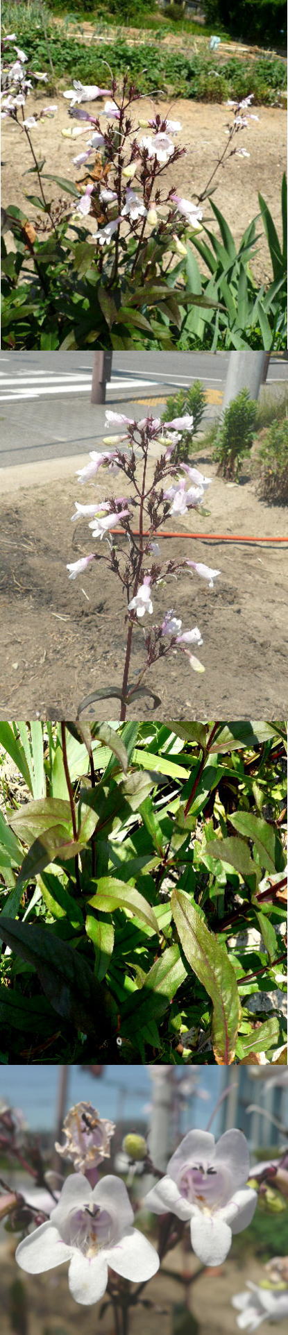 不明の花「銅葉ペンステモン」で...