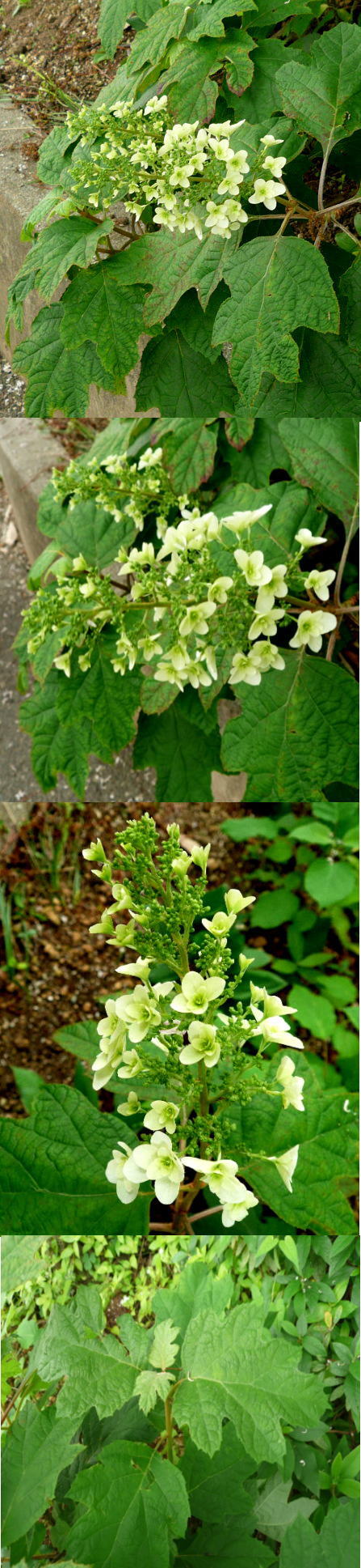 柏葉紫陽花「カシワバアジサイ」