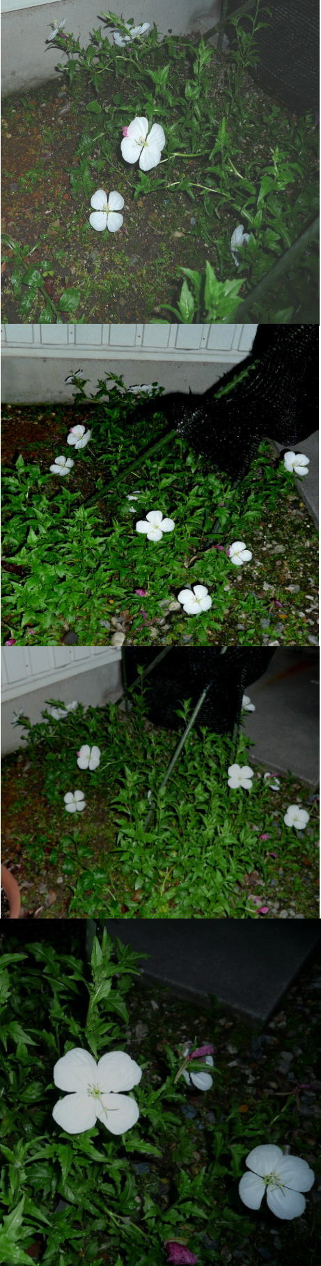 白い月見草綺麗でした