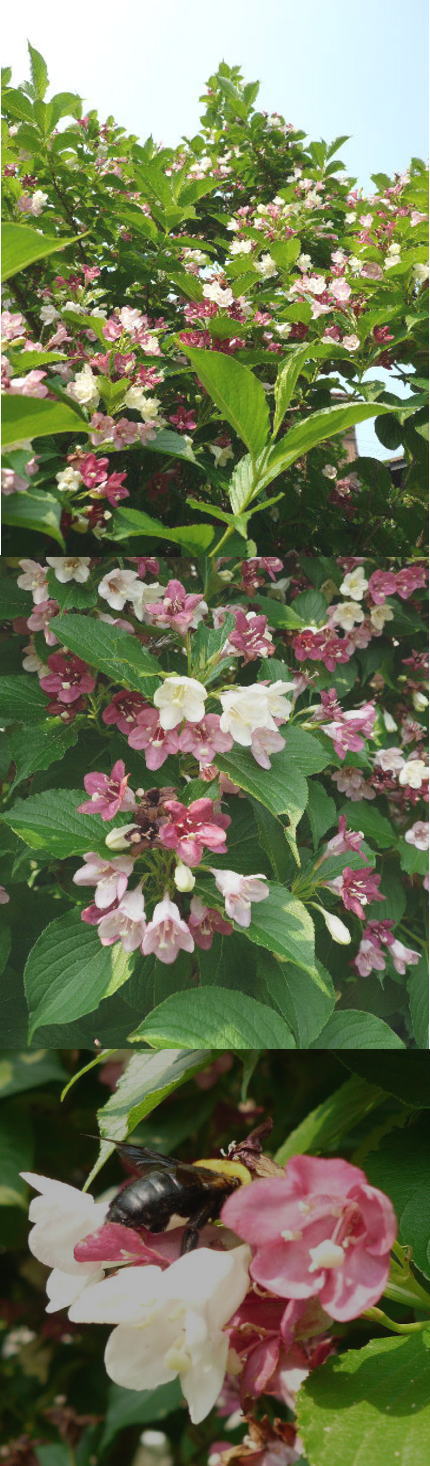 ハコネウツギの花