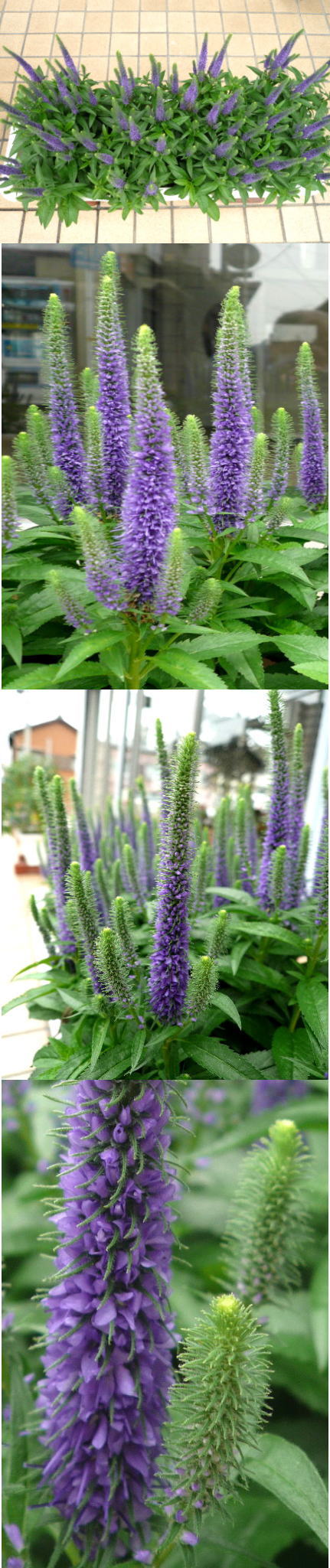 ベロニカブルーコメットの花