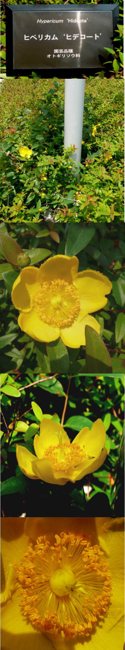 ヒペリカムの花