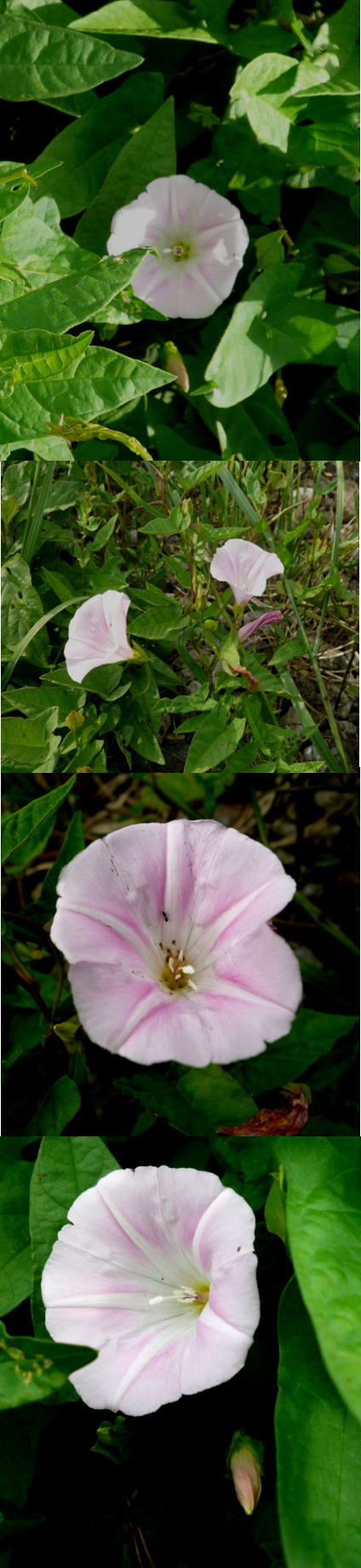 不明の花「コヒルガオ」でした