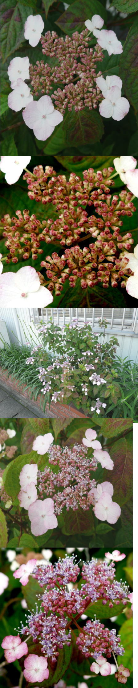 山アジサイの咲き具合の比較