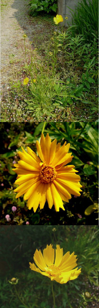 空き地で咲いていた不明の花「オ...