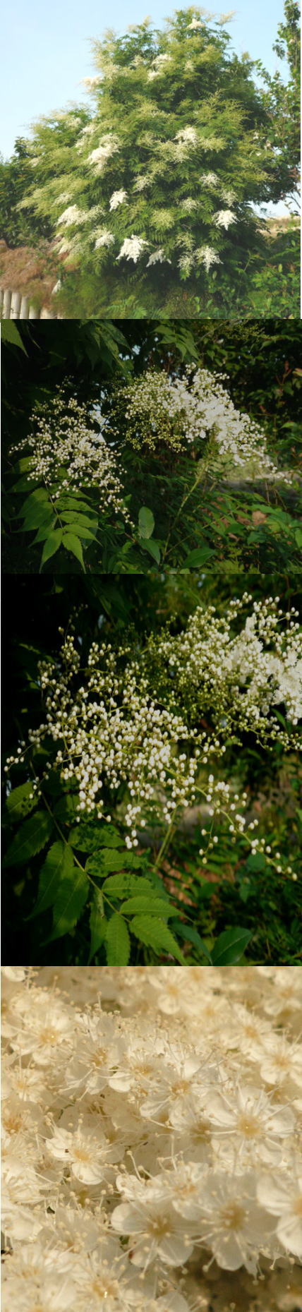 チンシバイの花