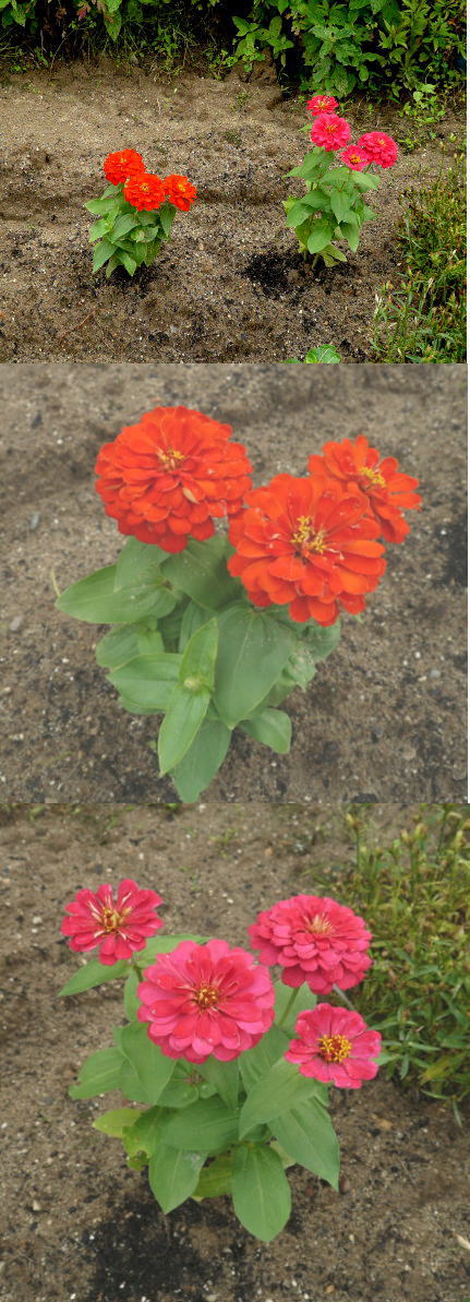 名前「百日草」でした