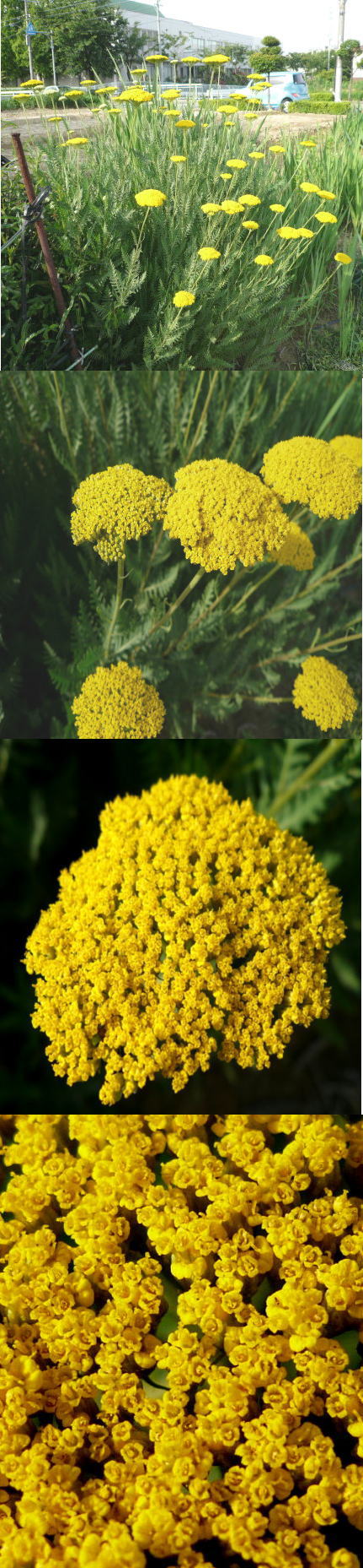 ノコギリソウの花